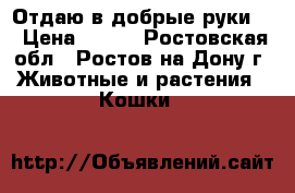 Отдаю в добрые руки . › Цена ­ 100 - Ростовская обл., Ростов-на-Дону г. Животные и растения » Кошки   